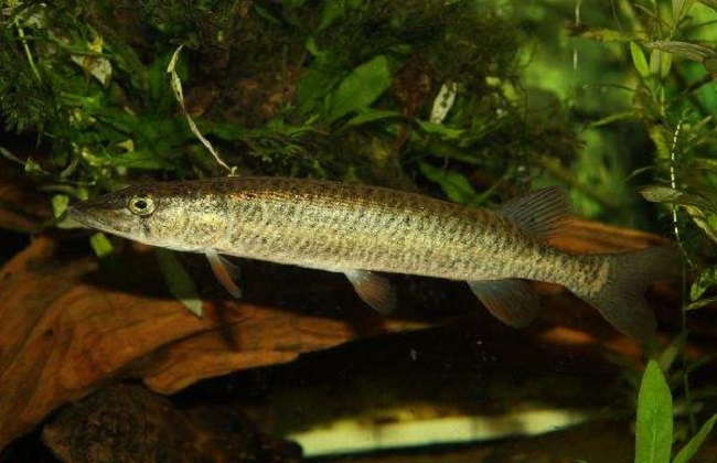 白斑狗鱼的养殖技术和前景 白斑狗鱼多少钱一斤