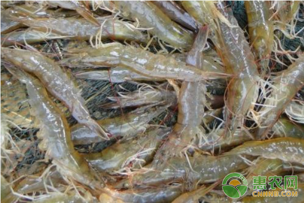 水产养殖干货分享:几种水产品的适宜用药量