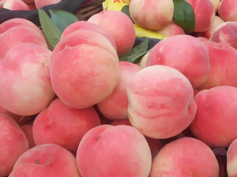 红岗山桃生产基地