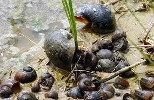 生物入侵对农作物危害原来这么大,防治措施需要做到位